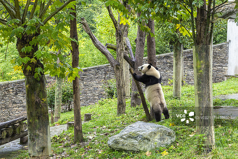 中国四川卧龙大熊猫保护区大熊猫国家公园图片素材