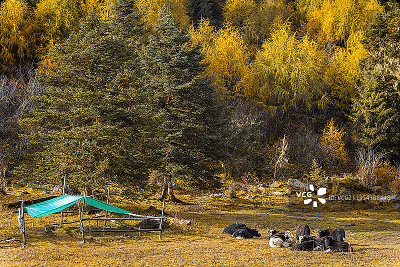 丹巴党岭秋色图片素材