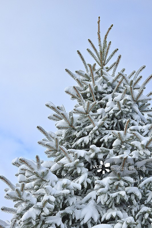 明尼苏达州明尼阿波利斯雪树的低角度景观图片素材