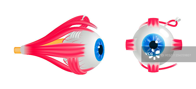 人眼球解剖结构图图片素材