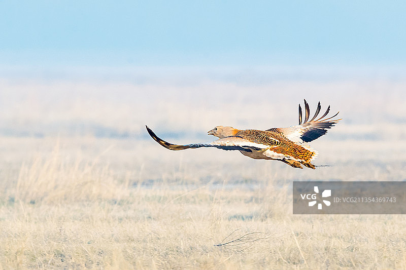 大鸨----平步上青云图片素材