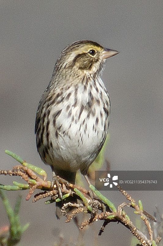 贝尔丁氏热带草原麻雀图片素材