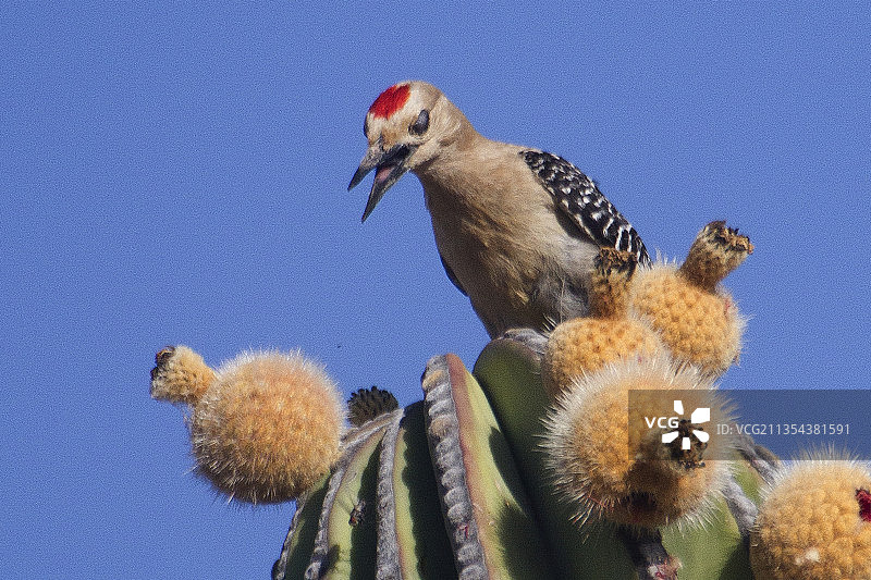 栖息在仙人掌上的雄性吉拉啄木鸟图片素材