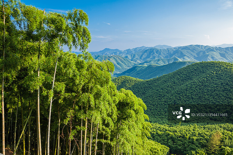 南方的竹林竹海图片素材