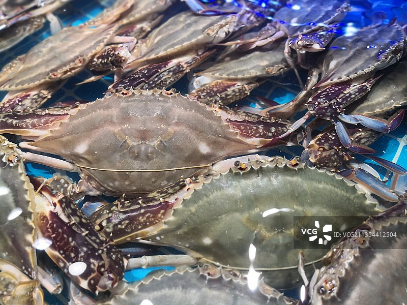 生鲜水产梭子蟹图片素材