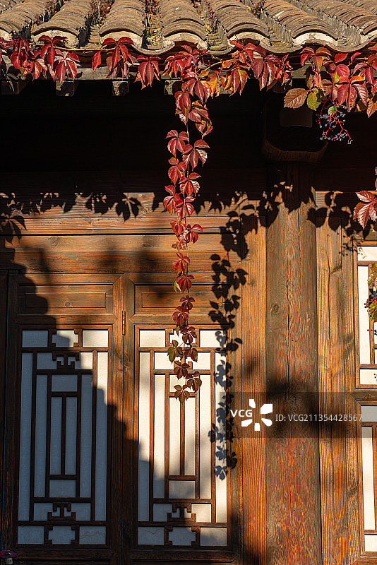 秋天的古北水镇房屋屋檐、窗户与垂下来的红叶图片素材