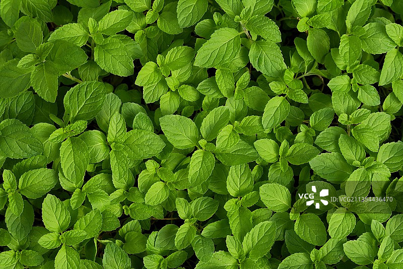 幼小的薄荷苗图片素材