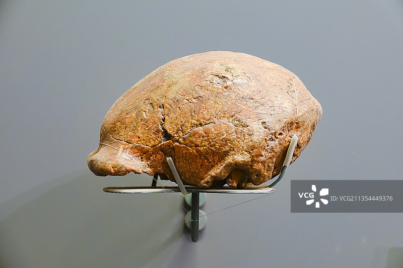 首都博物馆藏北京人头盖骨化石图片素材