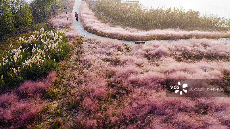 粉黛乱子草，拍摄于扬州北湖湿地公园图片素材