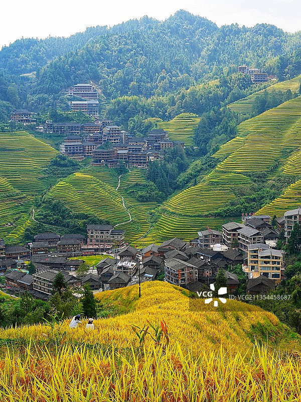 龙脊梯田，金色稻田装扮了山岗和村庄。图片素材