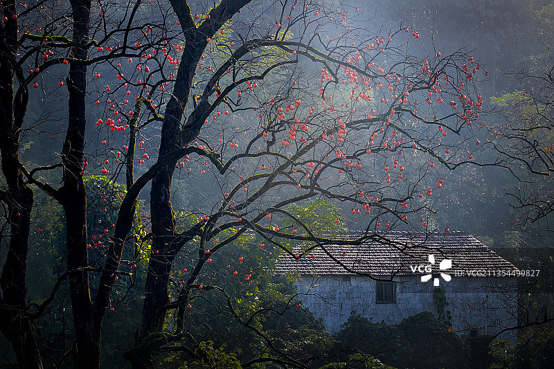 王村柿子林图片素材