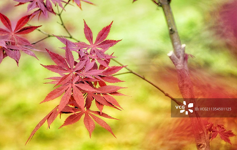 枫叶红图片素材