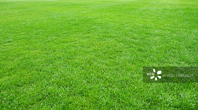 草地草坪背景图片素材