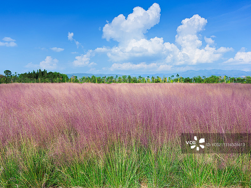 云南省江川区粉黛公园图片素材