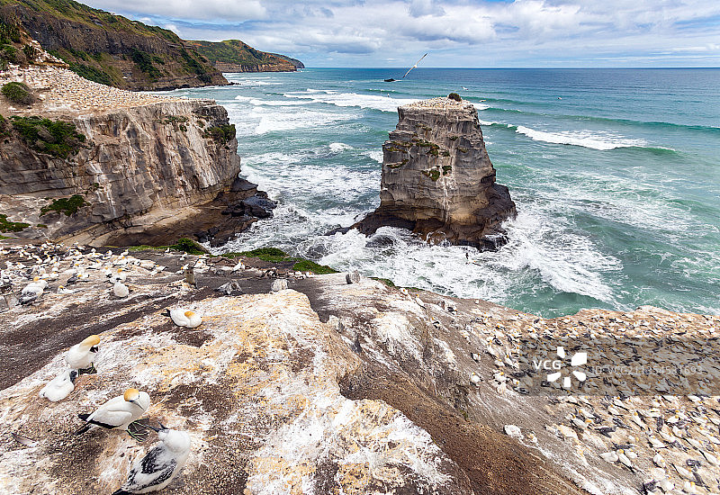 新西兰北岛奥克兰鸟岛Muriwai图片素材