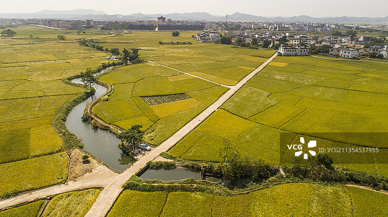 广西南宁：动车奔驰在金色稻浪上图片素材