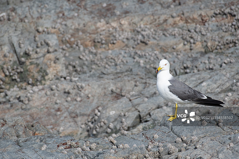 温州市洞头区鹿西乡南北爿山岛礁石上的黑尾鸥图片素材