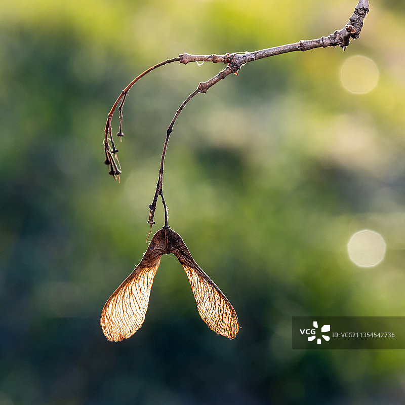 槭树种子图片素材