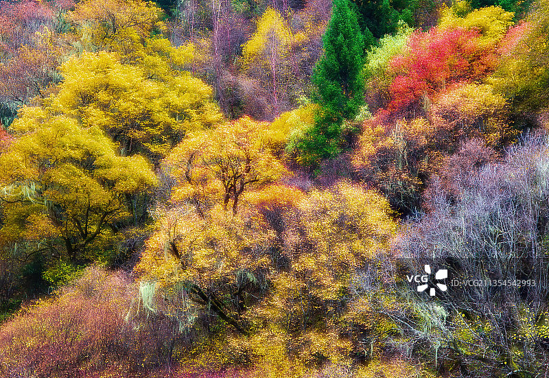 四川阿坝黑水奶子沟-米亚罗彩林-红叶图片素材