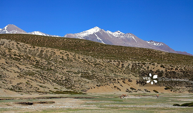 西藏野驴图片素材