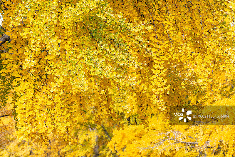 秋天的金黄色的银杏树叶图片素材