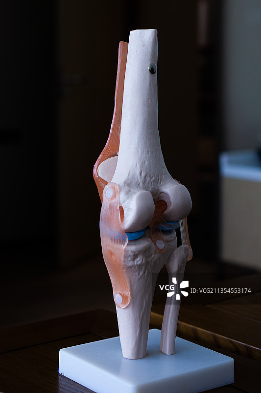 外科医学，骨骼模型图片素材