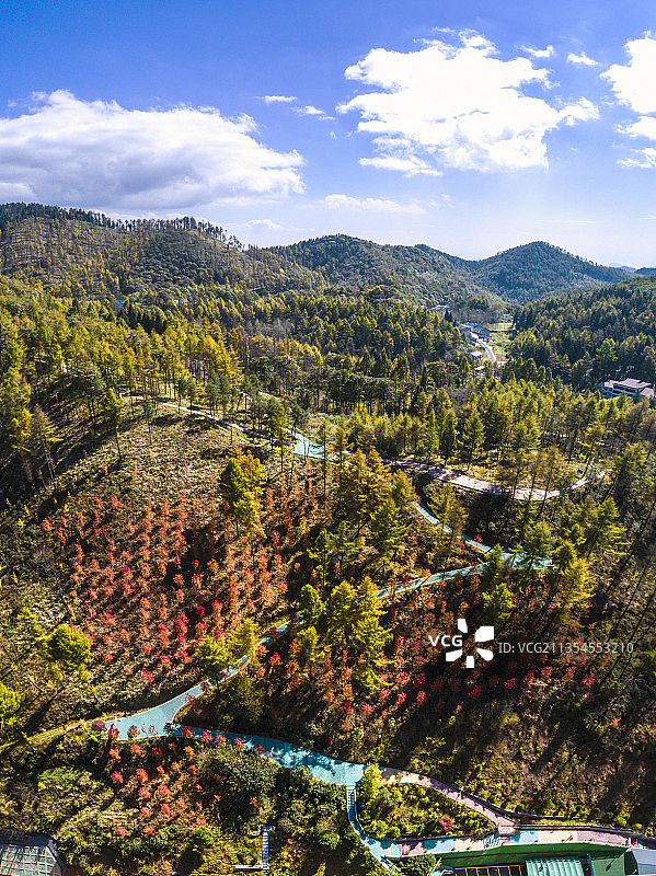 湖北：建始县长岭岗国有林场万亩日本落叶松秋色如画图片素材