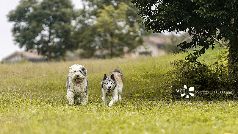 两只宠物狗-波比与太郎图片素材