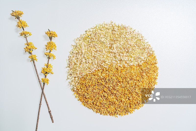 桂花 装饰 黄色 圆形 树枝 造型 白底 棚拍图片素材
