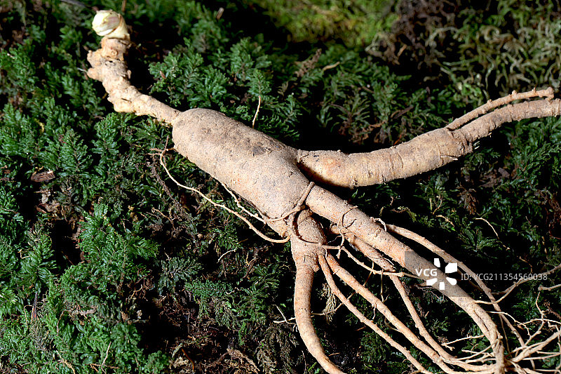 一支东北野山参图片素材
