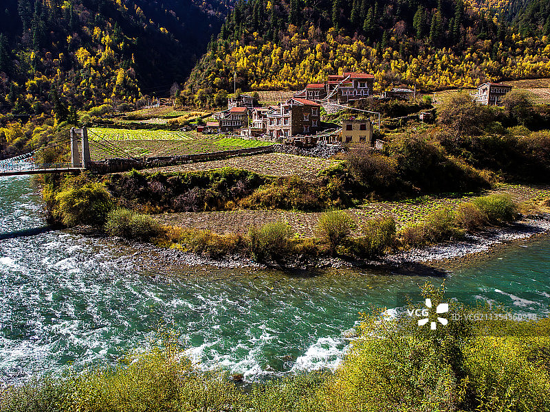 四川-马尔康-米亚罗秋天的彩林图片素材