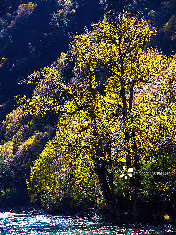 四川-马尔康-米亚罗秋天的彩林图片素材