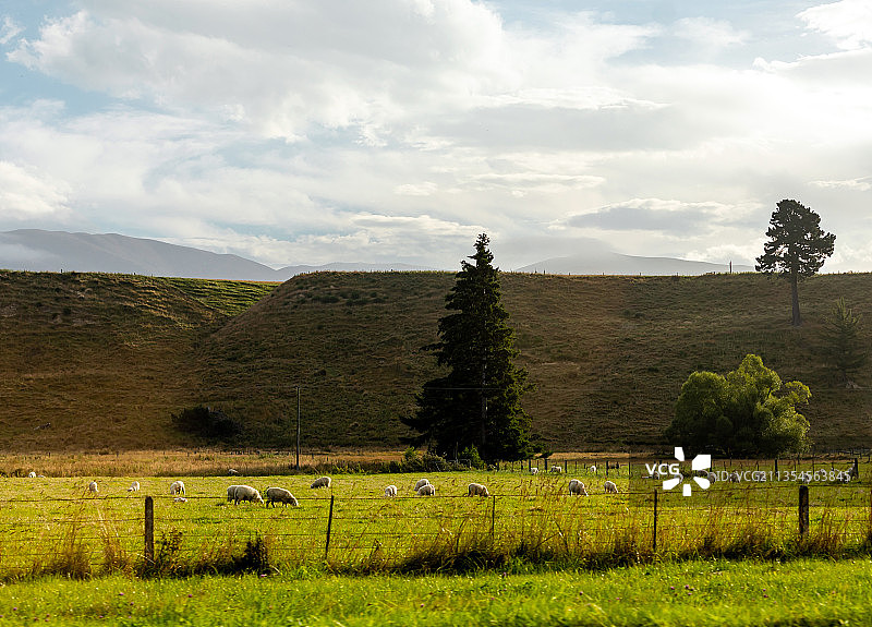 新西兰南岛农场牧场图片素材