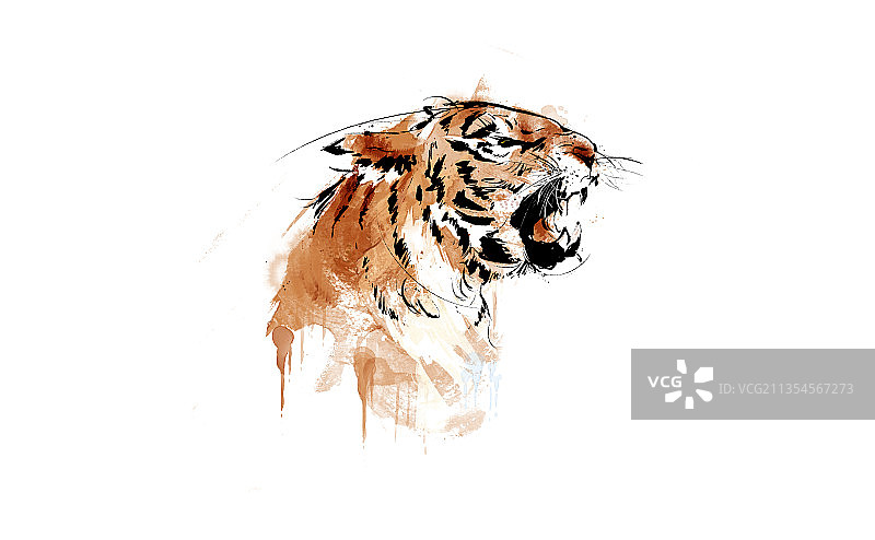 水彩老虎插画图片素材