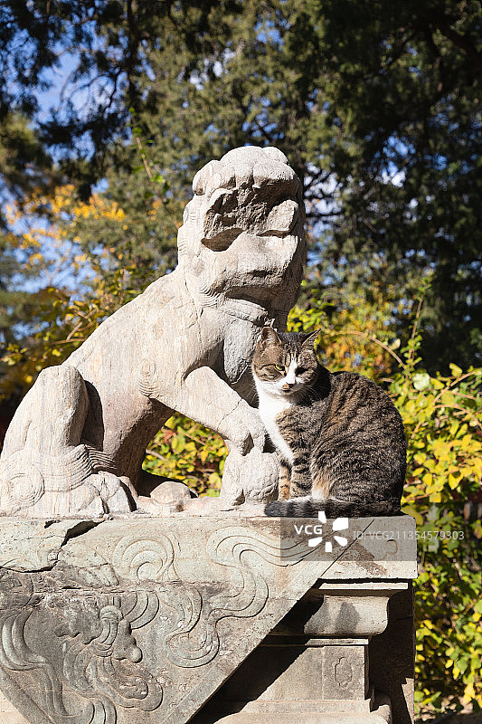 大觉寺秋季图片素材