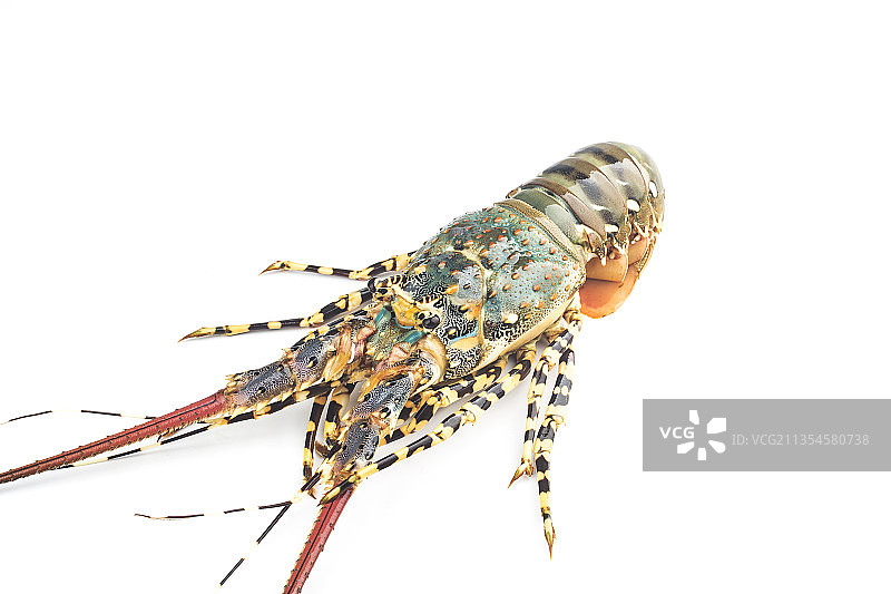 中华锦绣龙虾图片素材