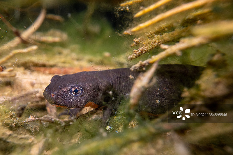东方蝾螈图片素材