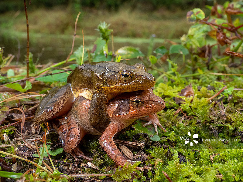 寒露林蛙抱对镇海林蛙图片素材