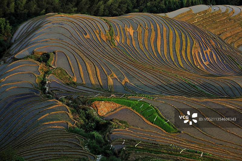 阳光下的龙脊梯田图片素材