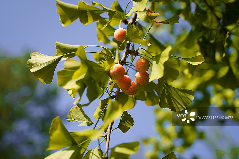 银杏果图片素材