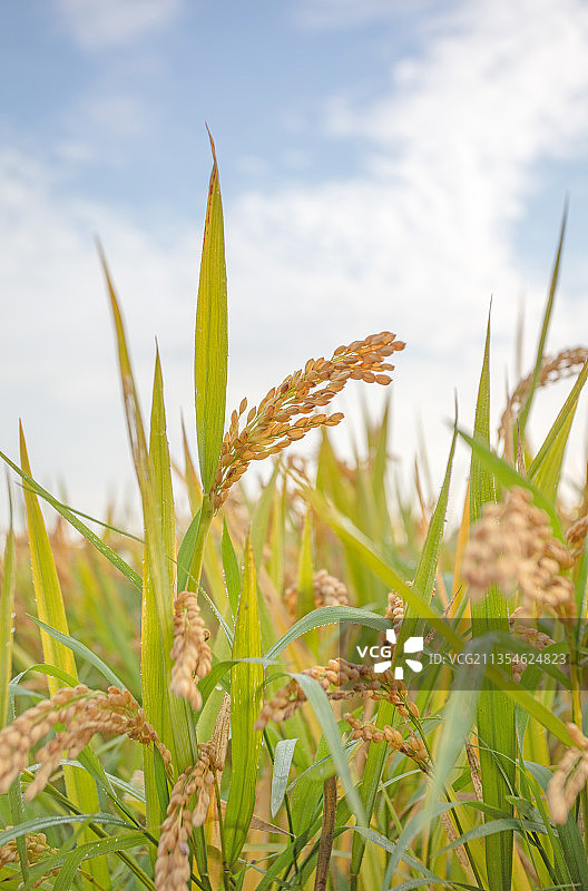 江南水稻图片素材