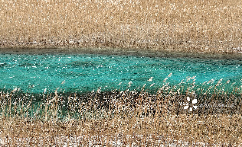 九寨沟——芦苇海图片素材