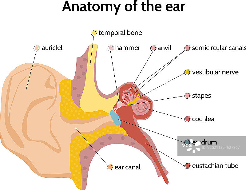 耳朵解剖结构扁平化信息图图片素材