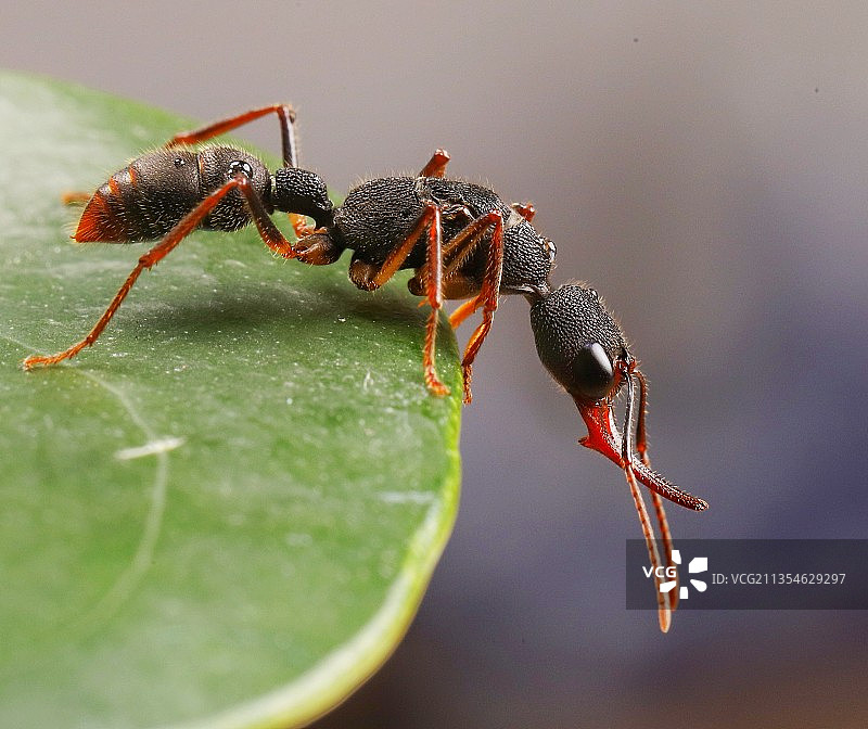 猎镰猛蚁图片素材