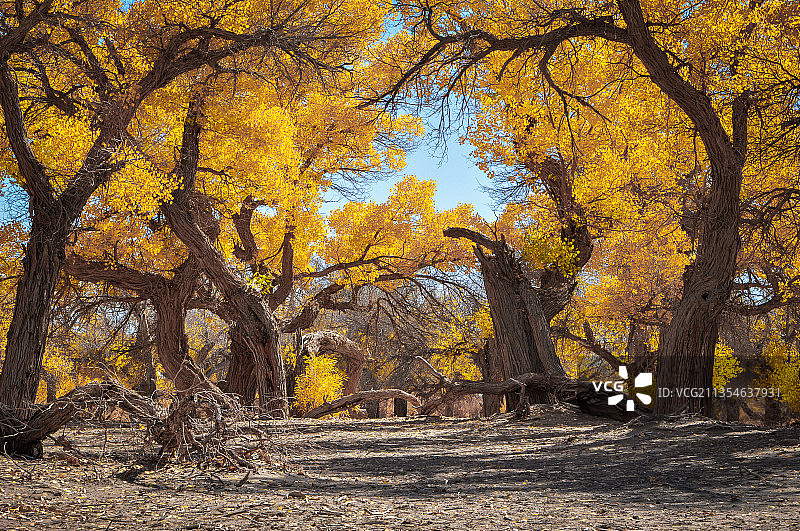 额济纳金秋胡杨林图片素材