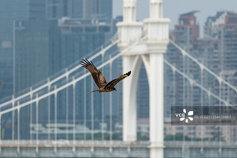 城市中飞过的黑鸢图片素材