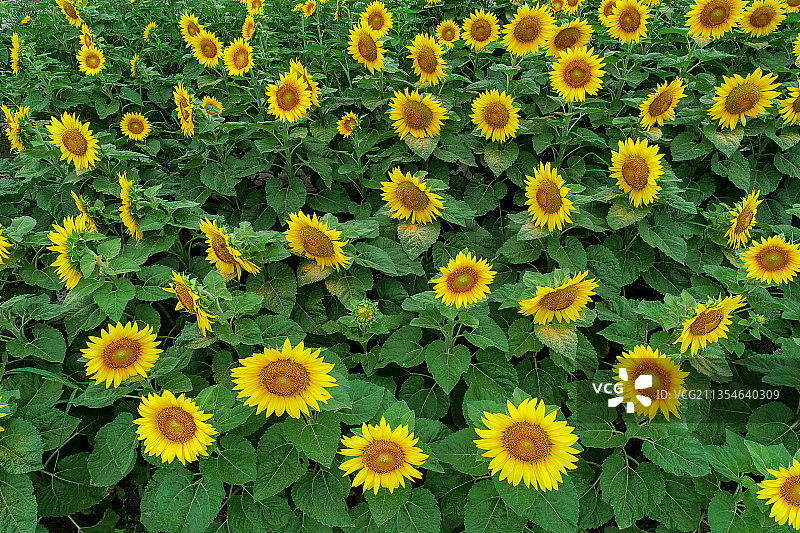 盛开的向日葵花田图片素材