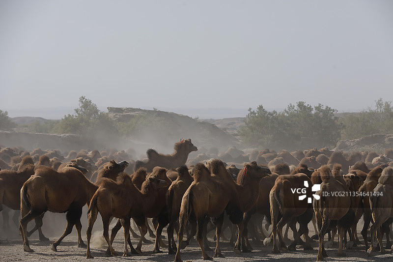 骆驼图片素材