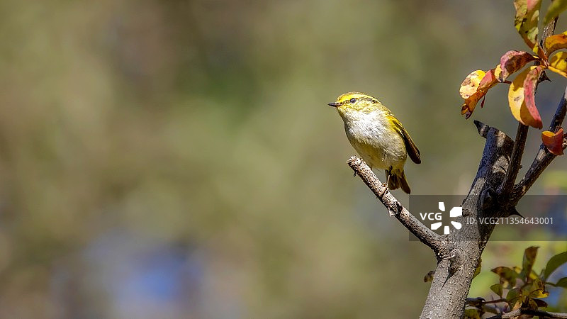 黄腰柳莺图片素材