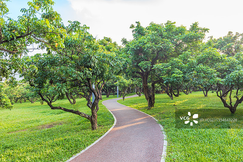 深圳香蜜公园茂盛的龙眼树林和散步道图片素材